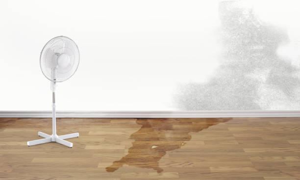 Best 24/7 water damage repair  in Rio Grande City, TX